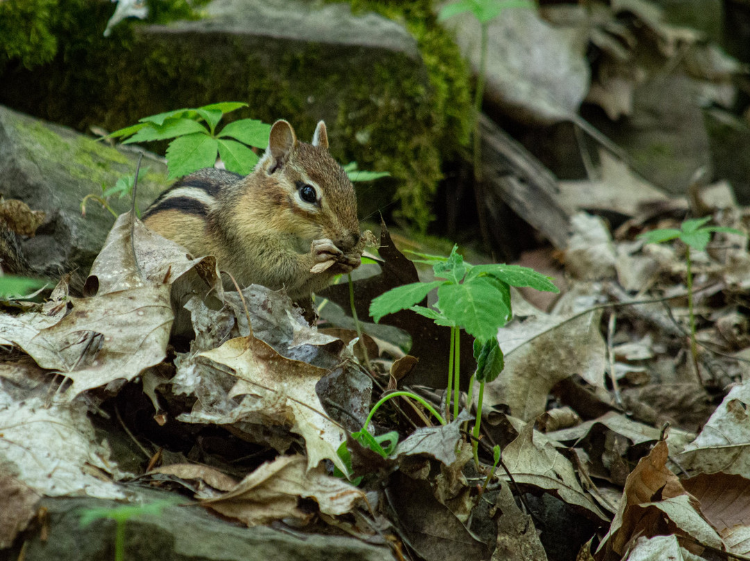 Town of Lockport Nature Trail景点图片