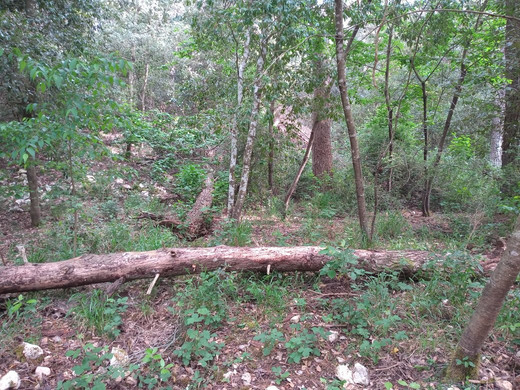 Foresta Mercadante-Cassano delle Murge必去景点