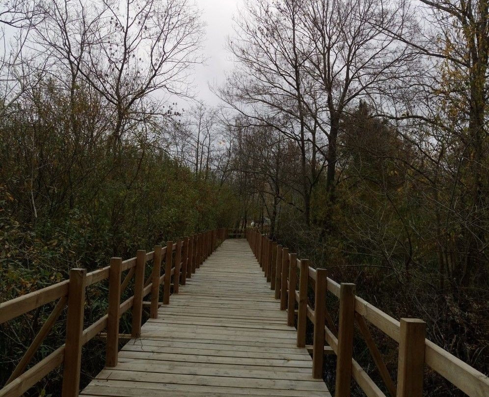 Acarlar Floodplain Forest景点图片