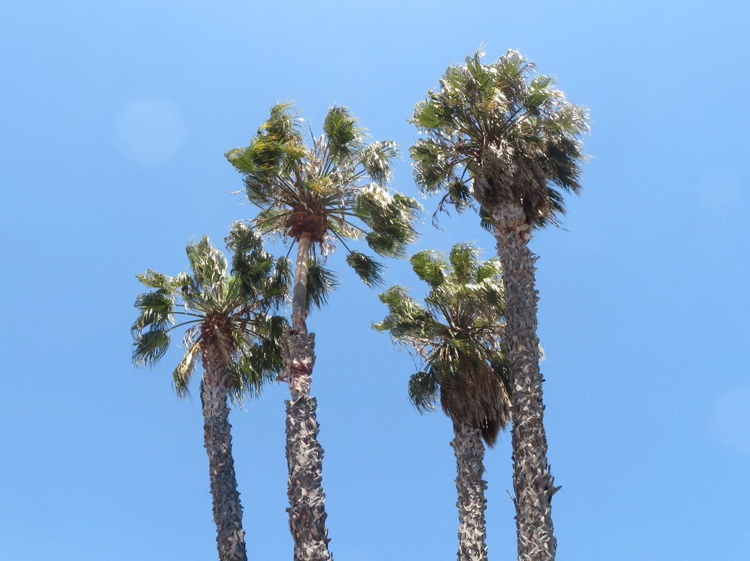 Harris-Lass Historic Museum-圣克拉拉必去景点