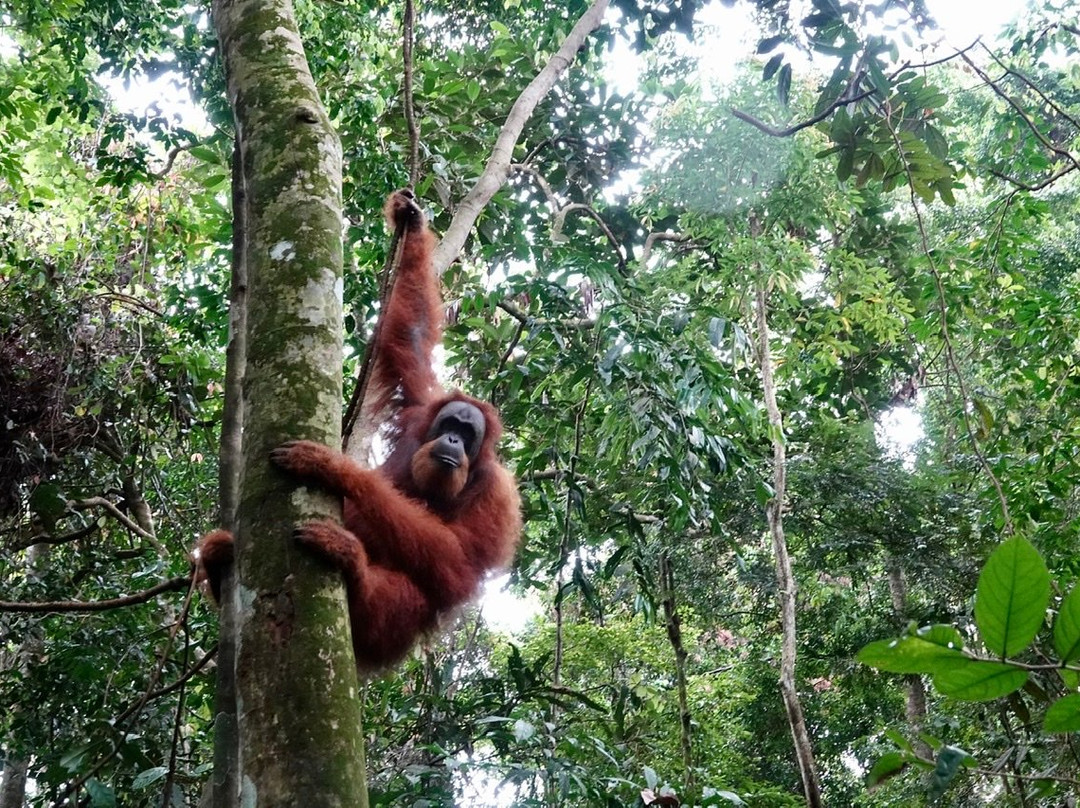 Expedition Jungle-武吉拉旺必去景点