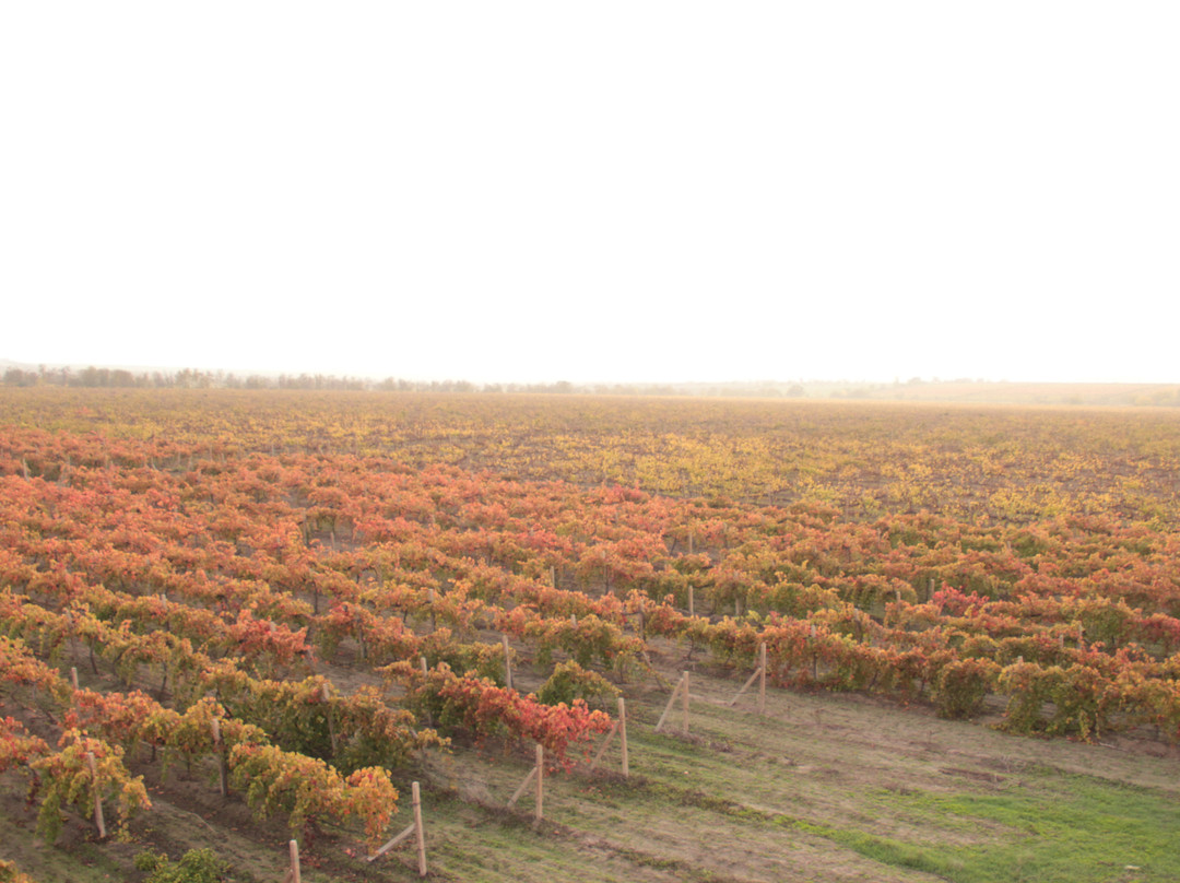 Winehall Oksamytne-Oksamytne必去景点