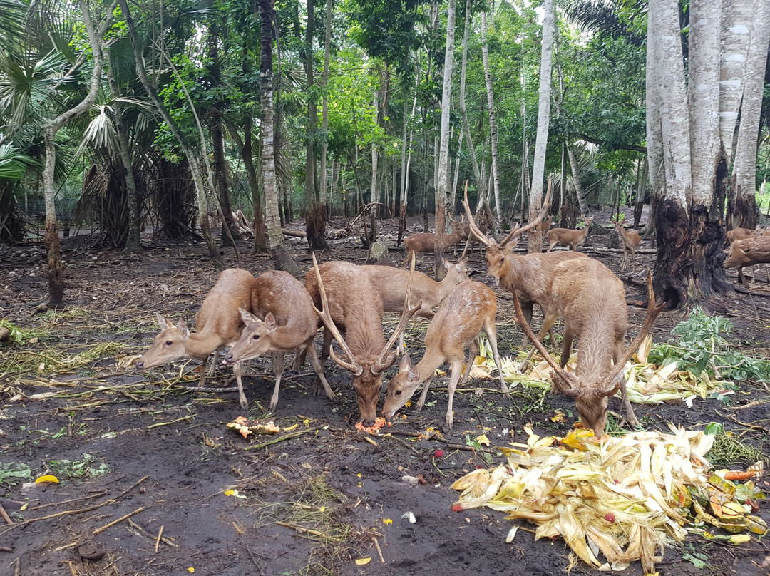 Tasikoki Wildlife Rescue Center景点图片