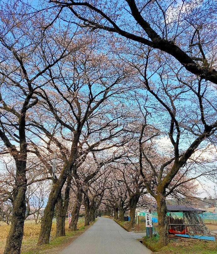 Sanehara Sakura Street-北斗市必去景点