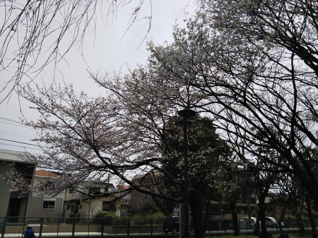 Tako Memorial Park景点图片