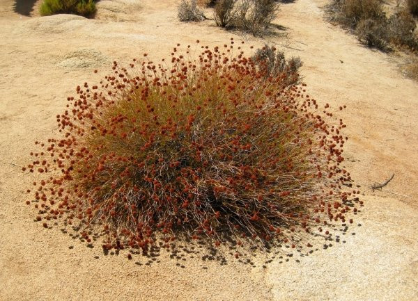 Lost Horse Valley-约书亚树国家公园必去景点