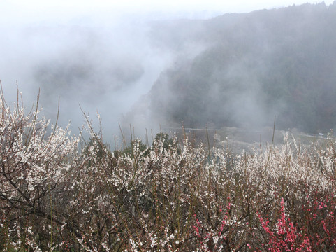Tsukigase Plum Valley-奈良市必去景点