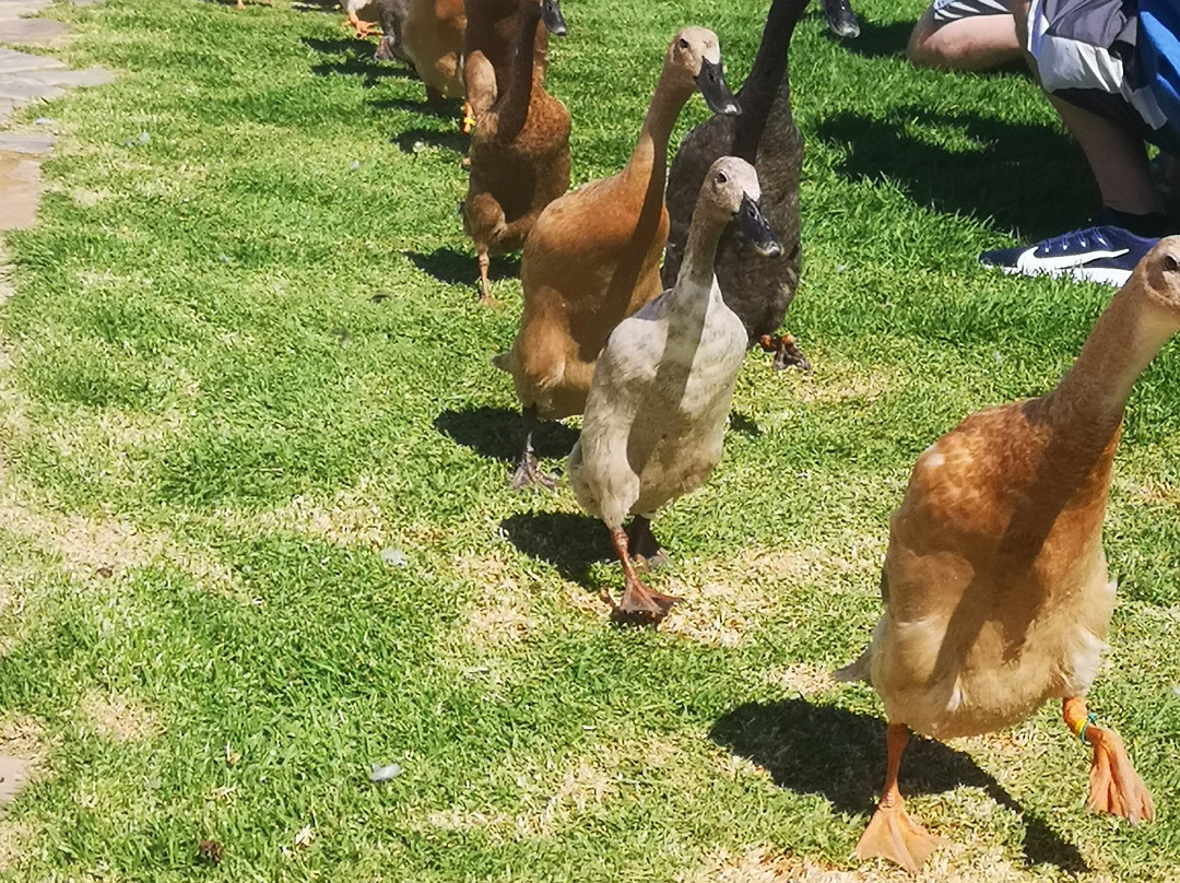 Vergenoegd Low Wine Estate-斯泰伦博斯必去景点