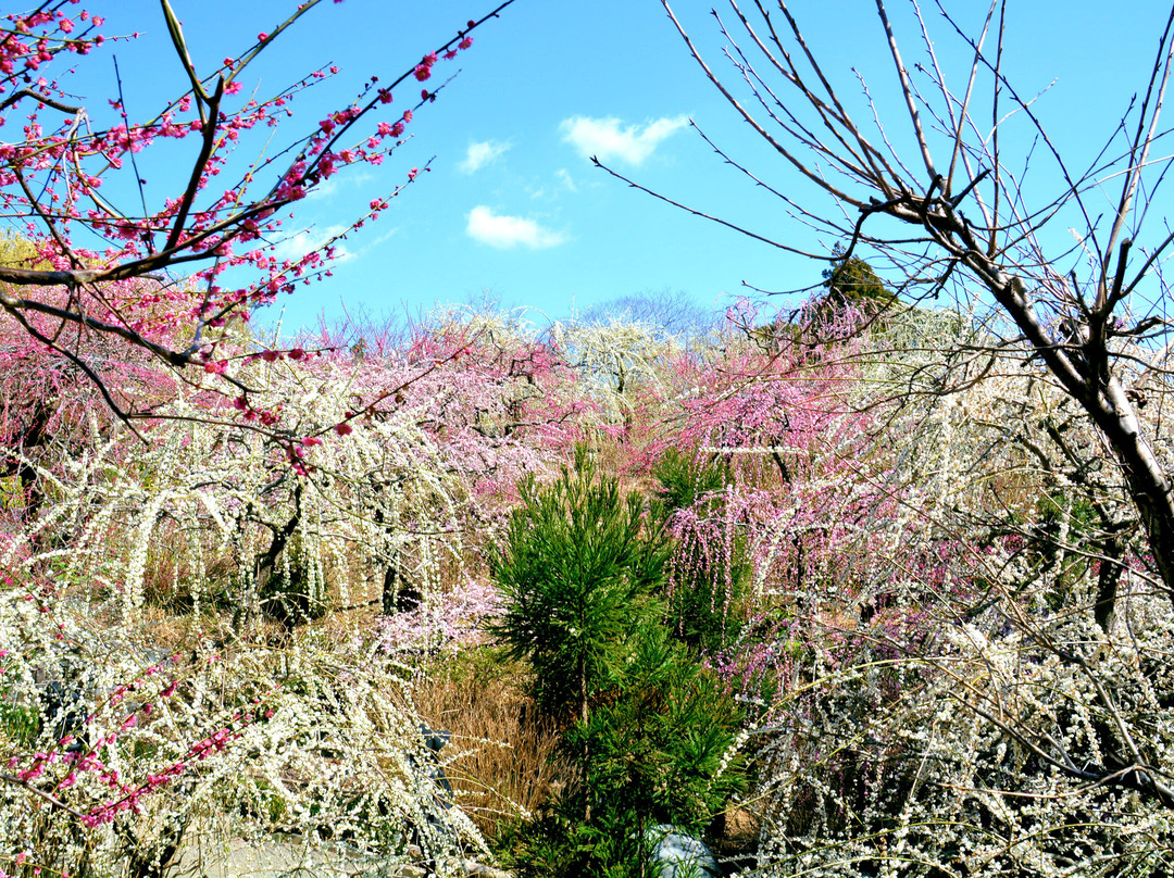 Tatsuo Shrine Hanateien景点图片