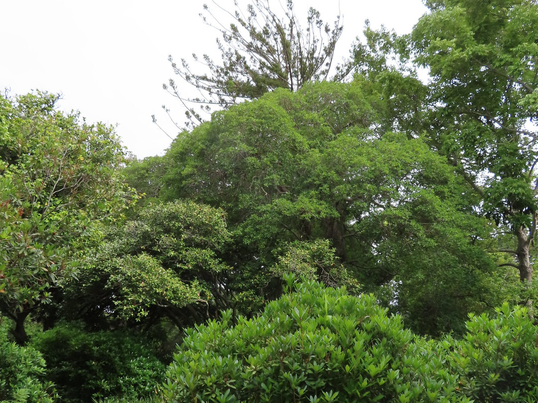Arderne Gardens景点图片