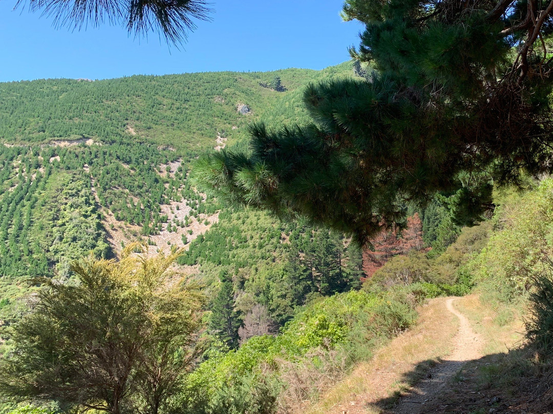 Dun Mountain Trail景点图片