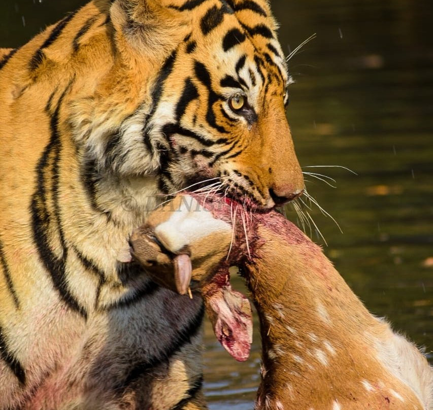 Ranthambore Safari Tours景点图片