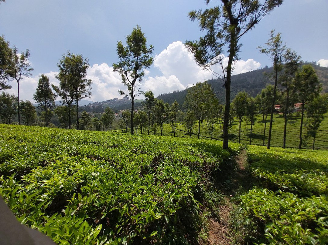 Highfield Tea Factory景点图片