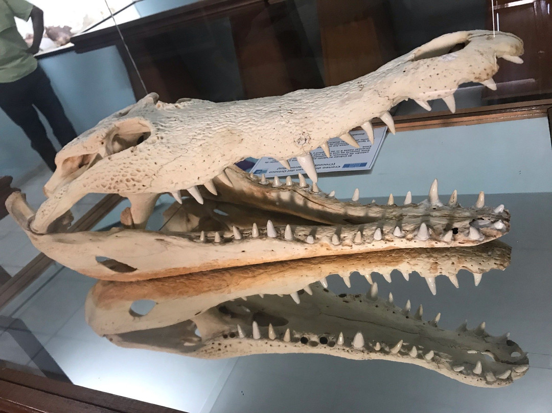 Museo Marino de Margarita景点图片