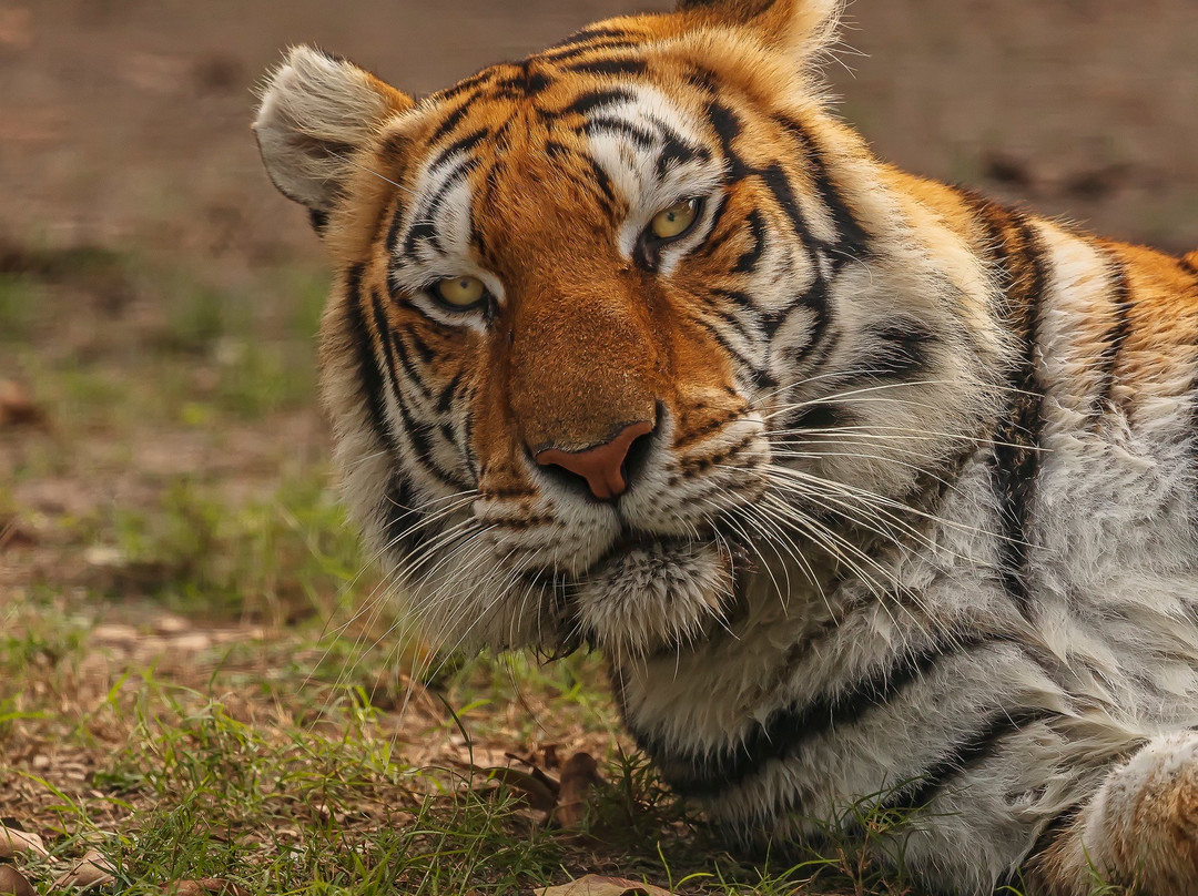 Big Cat Habitat and Gulf Coast Sanctuary景点图片