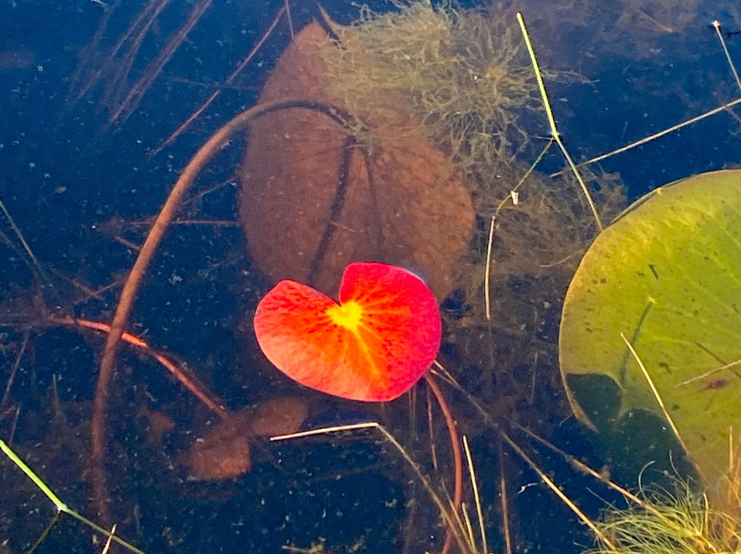 Savannas Preserve State Park-圣露西港必去景点