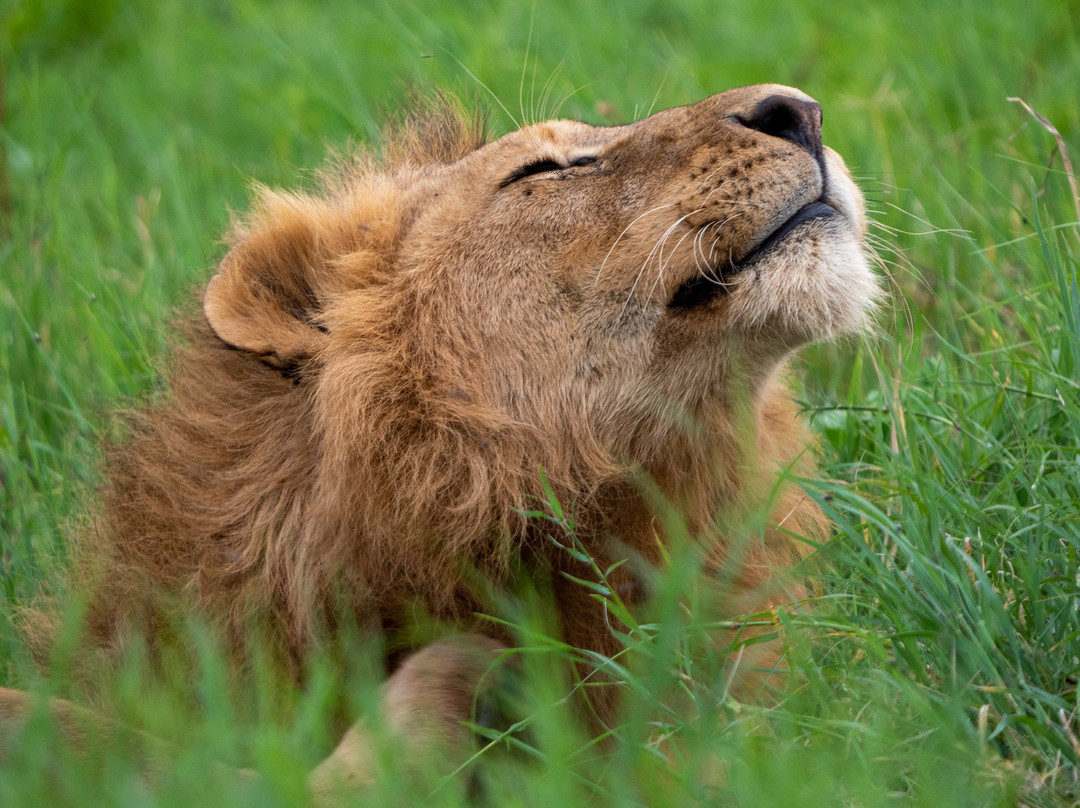 Matriarch Hill Safari-莫西必去景点