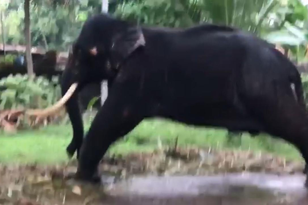 Bellanwila Rajamaha Viharaya-Boralesgamuwa必去景点