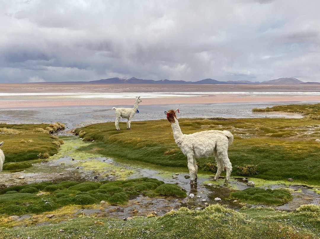 Uyuni Expeditions-乌尤尼必去景点