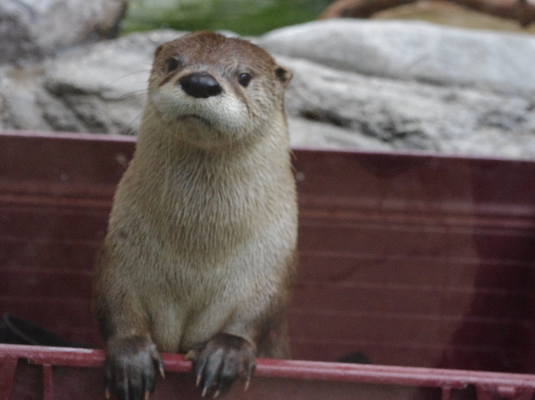 CuriOdyssey-圣马特奥必去景点