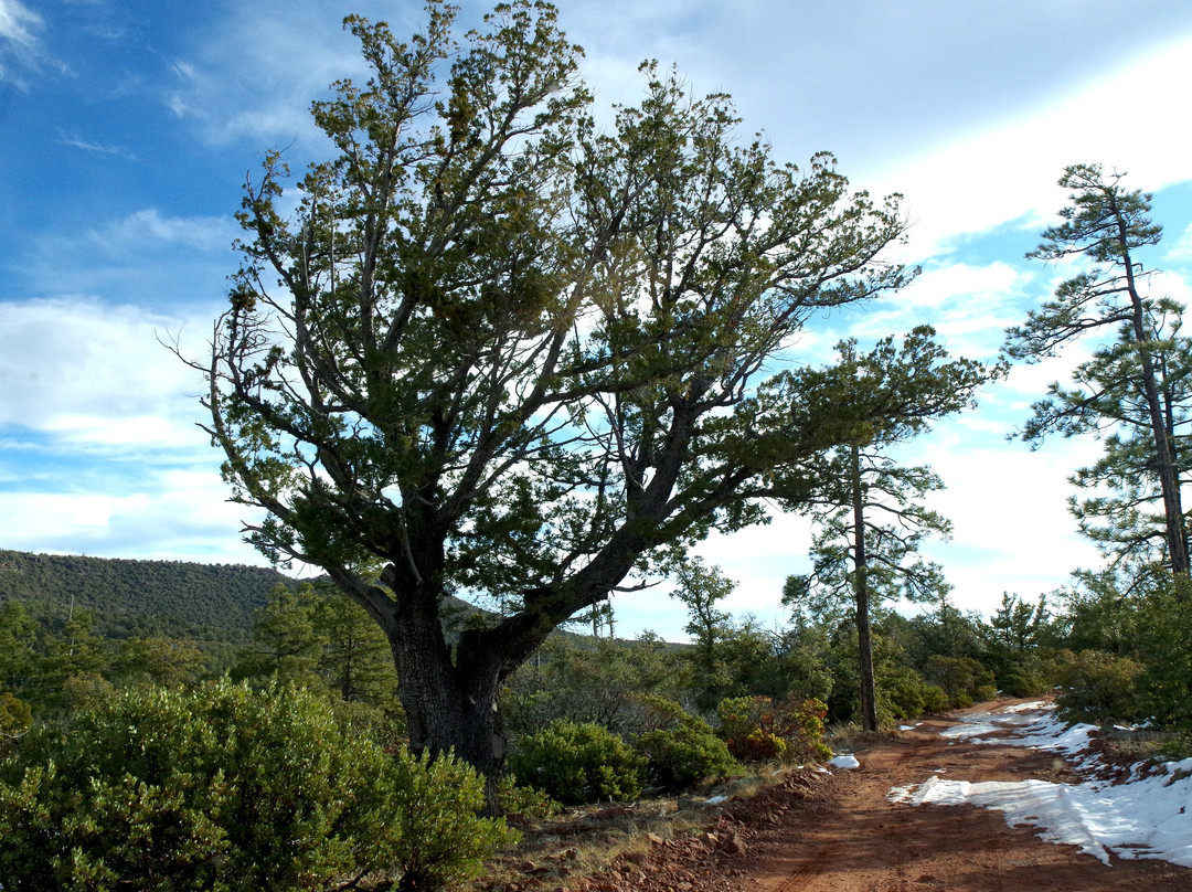 Mingus Rim Trails #536 /537 /538-Clarkdale必去景点