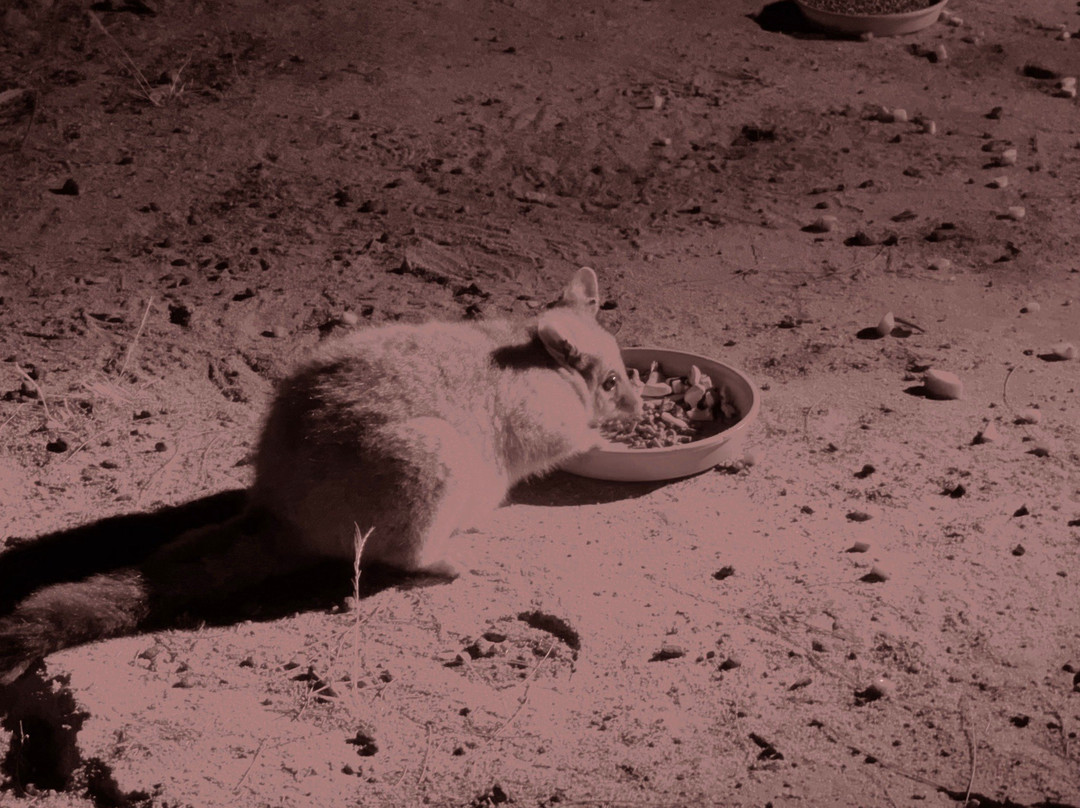 Barna Mia Nocturnal Wildlife Experience景点图片