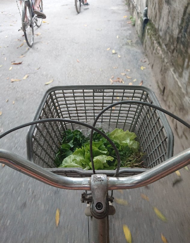 Green Farm Tour-河内必去景点