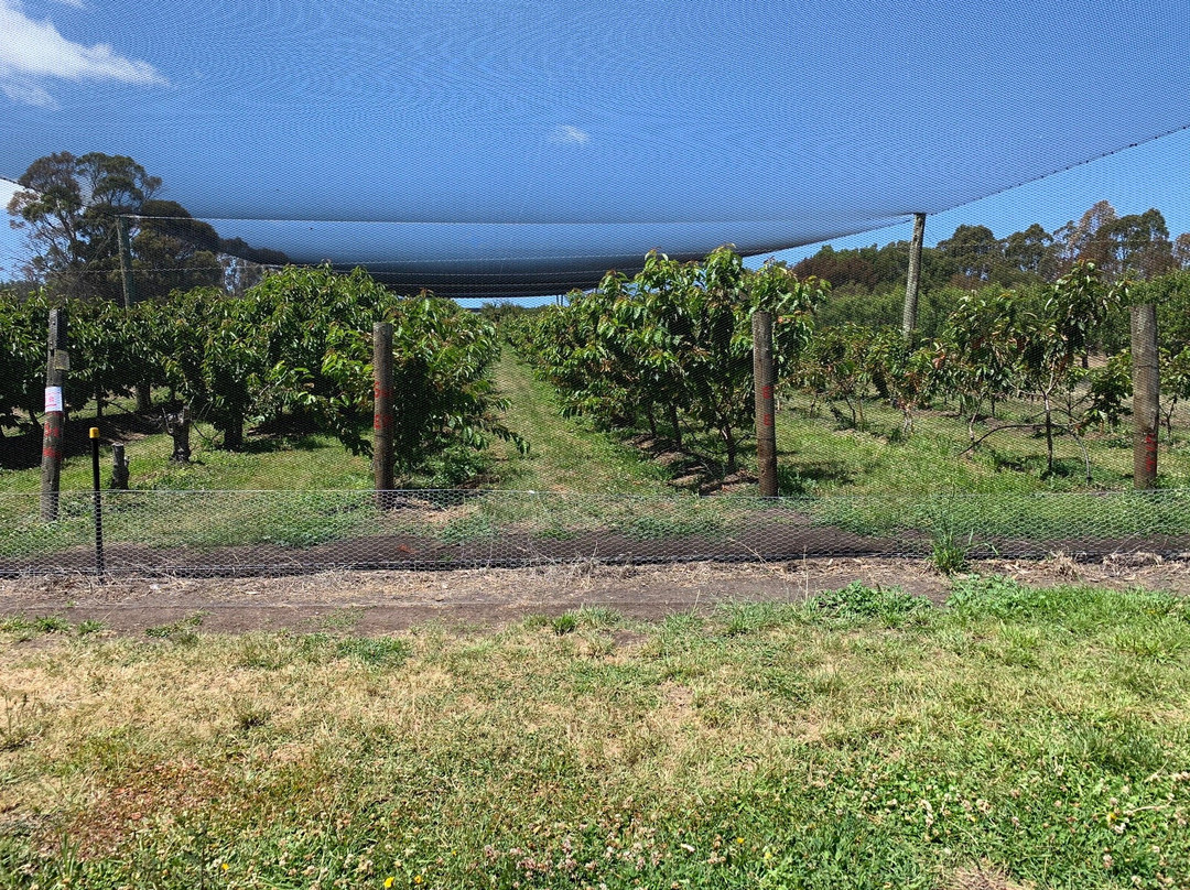 Sorell Fruit Farm-索雷尔必去景点