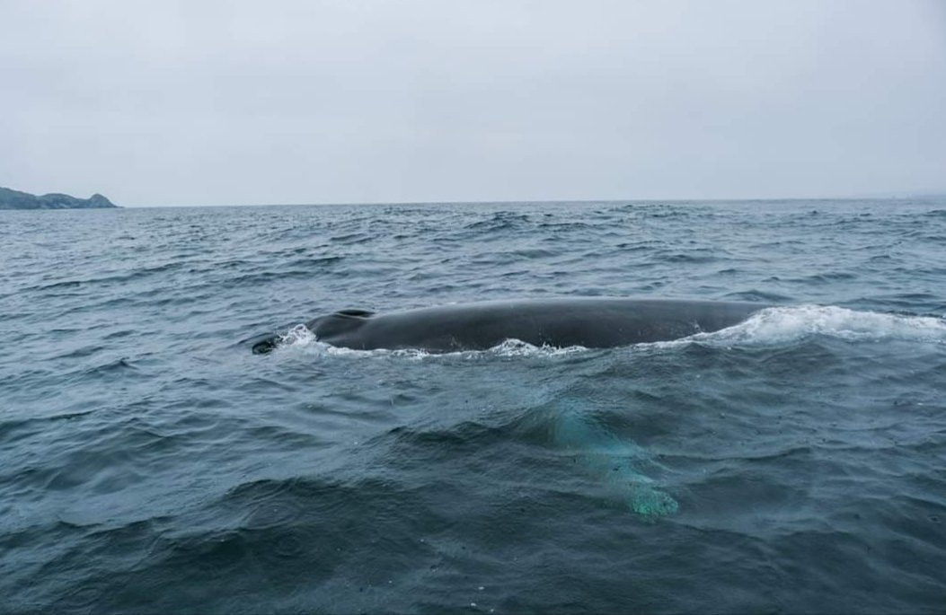 Whale Watching Chile-拉塞雷纳必去景点