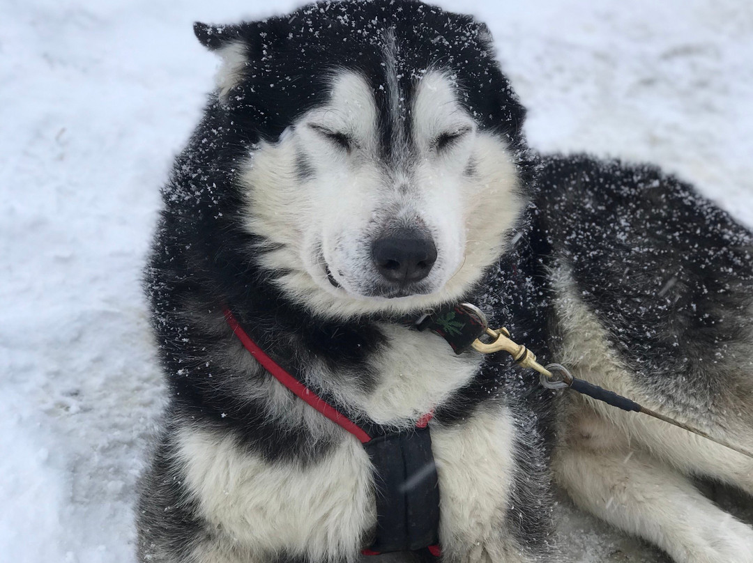 Fundog Husky Sleigh Rides景点图片