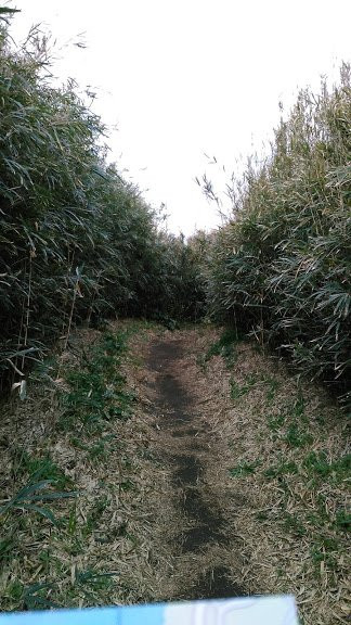 Kurosakinohana-三浦市必去景点