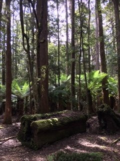 The Big Tree-Mawbanna必去景点