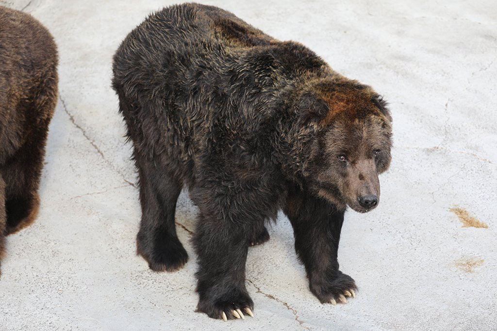 Cuddly Dominion-阿苏市必去景点