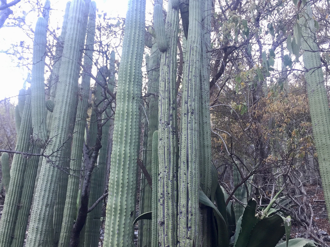Tehuacan-Cuicatlan Biosphere Reserve景点图片