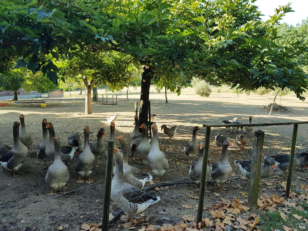 Perigourmet Gastronomic Tour Company-萨尔拉必去景点