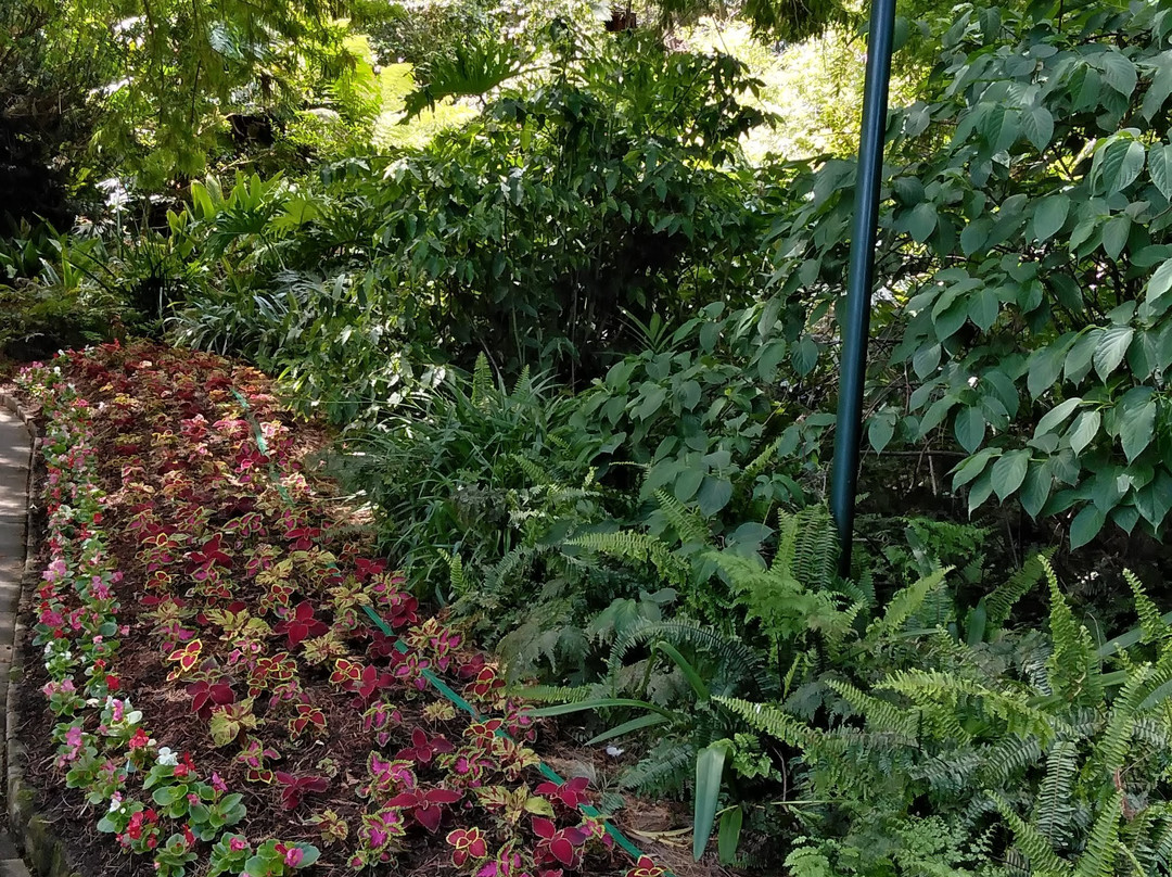 E G Waterhouse National Camellia Gardens-萨瑟兰郡必去景点