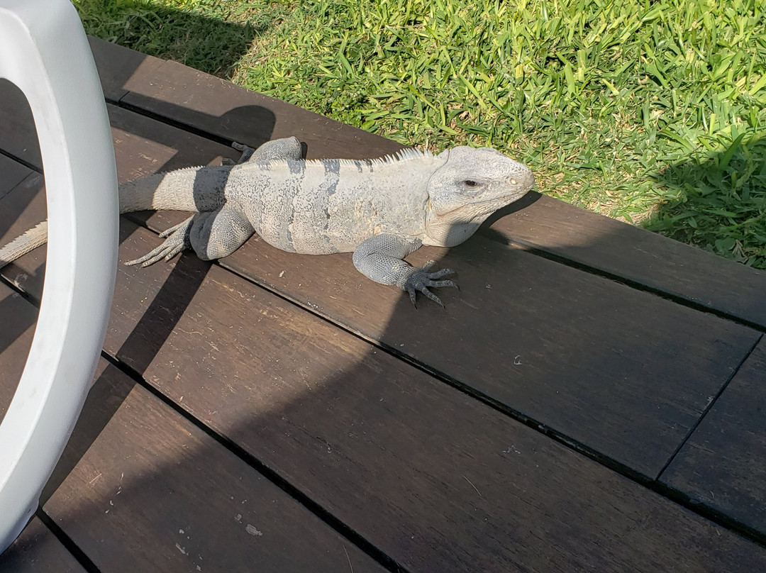 Dressel Divers Cancún-坎昆必去景点