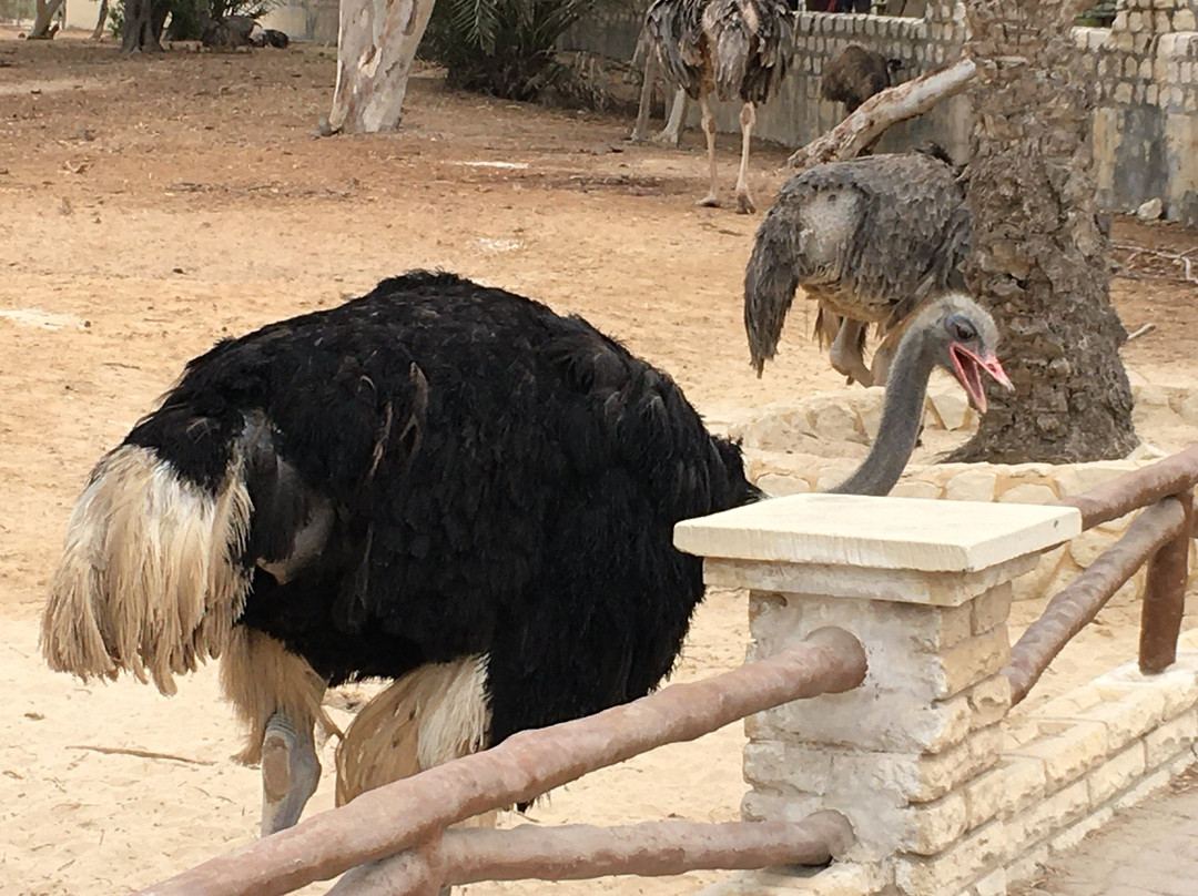 Al Areen Wildlife Park & Reserve-Zallaq必去景点