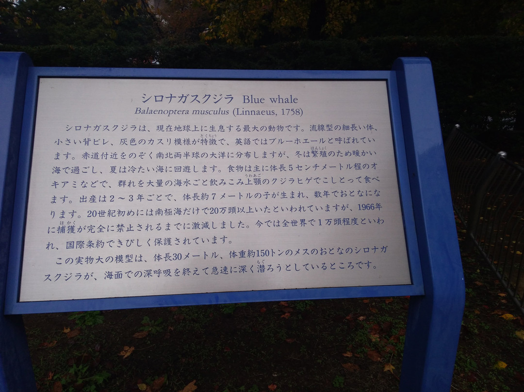 Blue Whale Full Size Model-Uenokoen必去景点