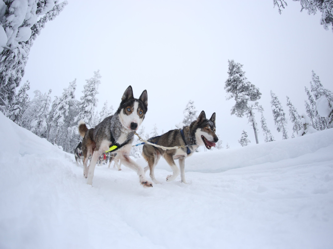 Tundra Huskies Huskyfarm-Levi必去景点