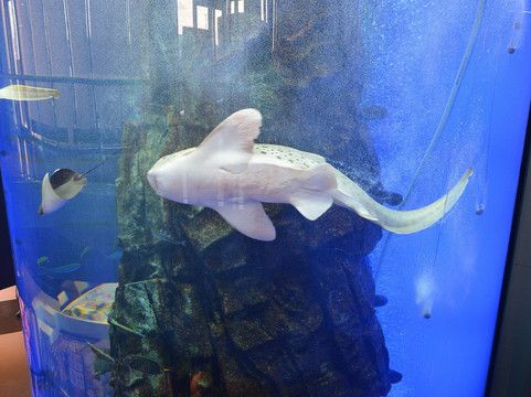 Puku Puku Aquarium Honten