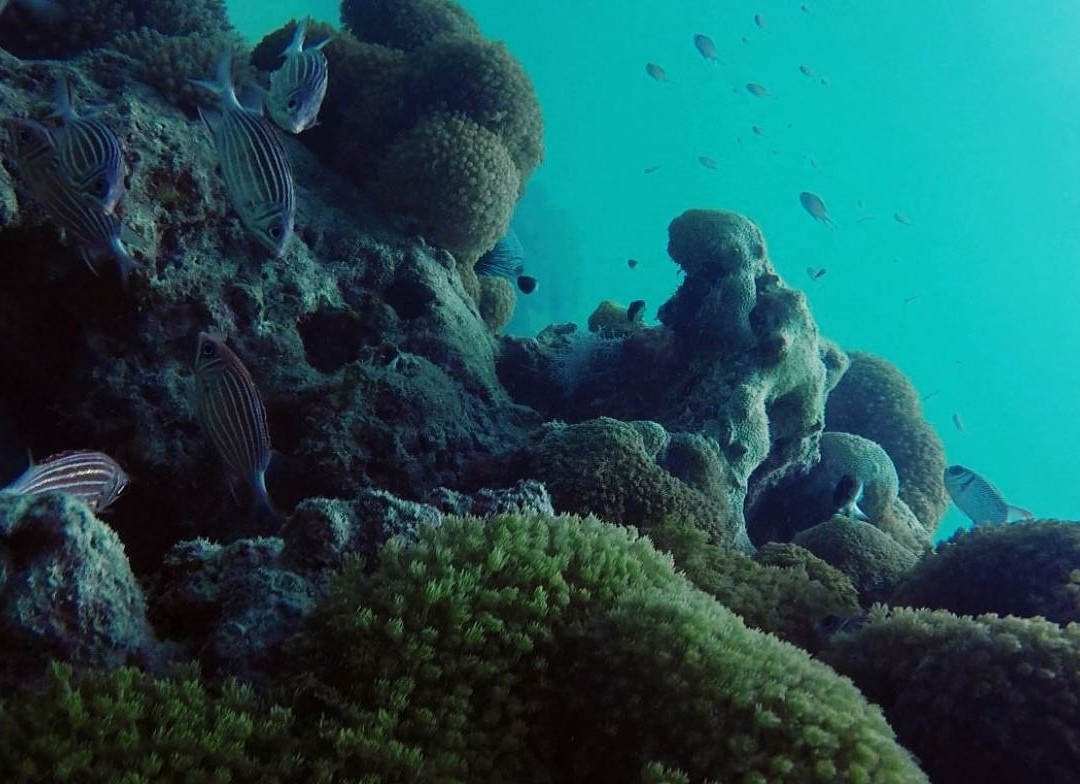 Nakupenda Diving Center景点图片
