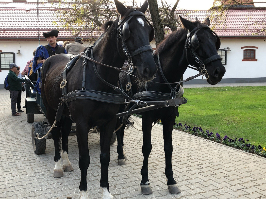 Lázár Lovaspark景点图片