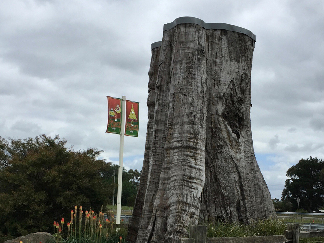 The Big Stump-Darnum必去景点