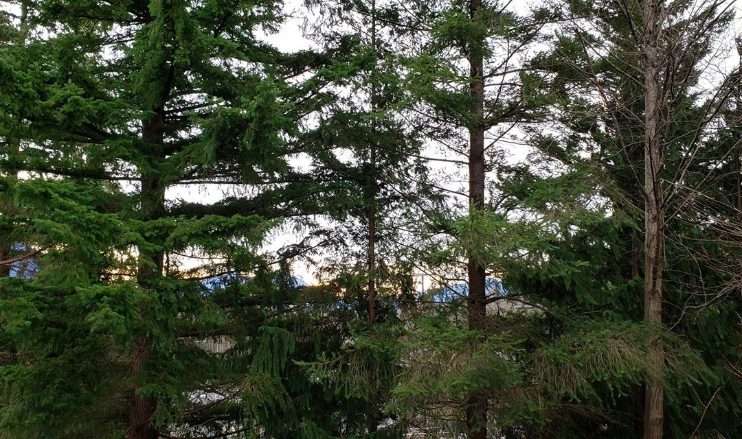 Salish Lodge & Spa主图