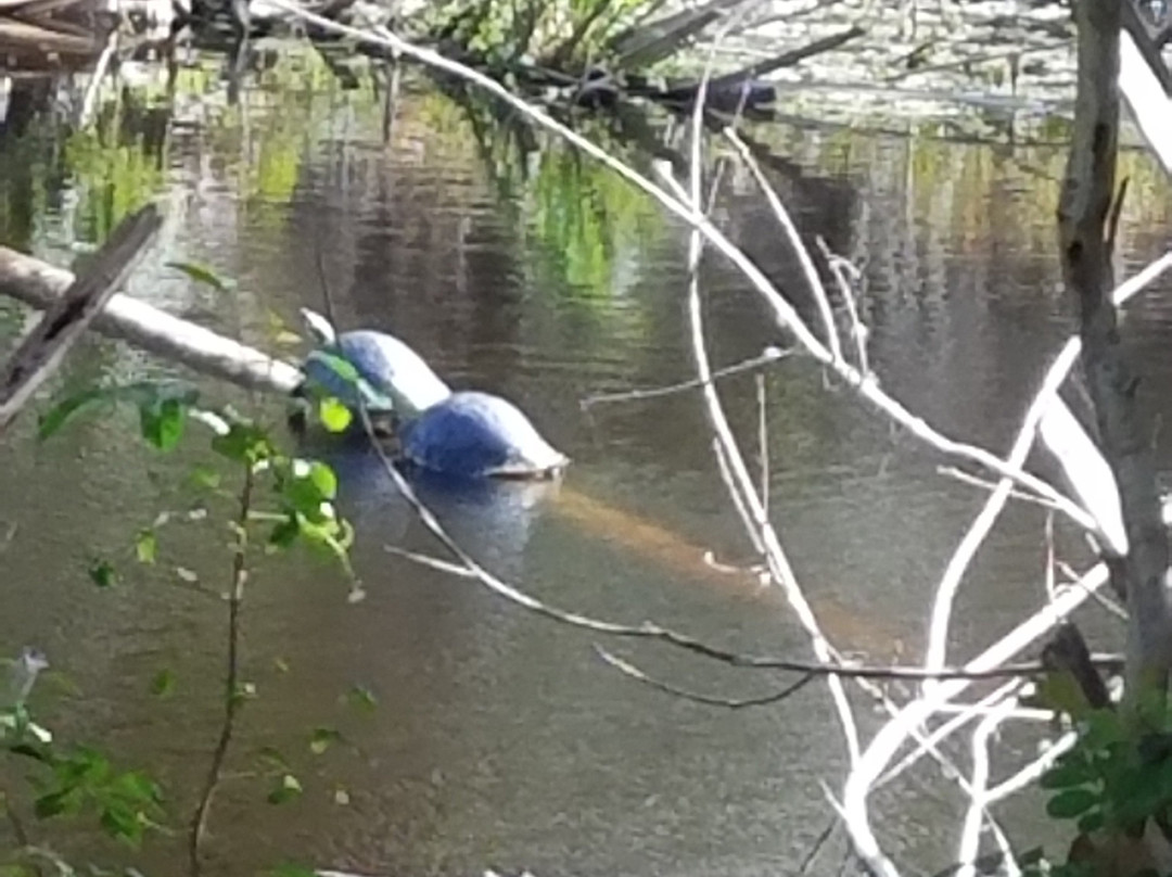 Felts Audubon Preserve-Palmetto必去景点