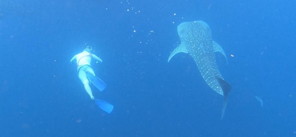 Kali Lemon Dive Resort-泳池