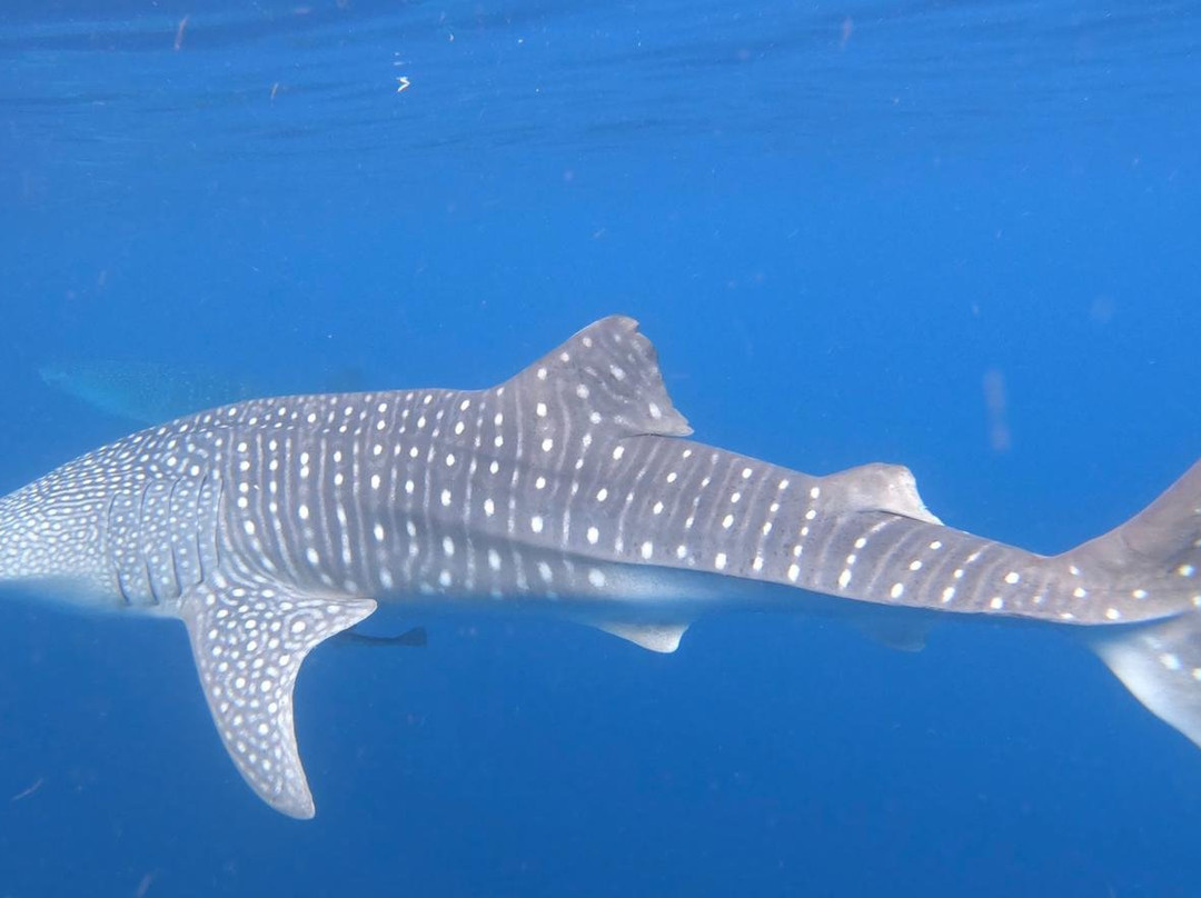 Kali Lemon Dive Resort主图