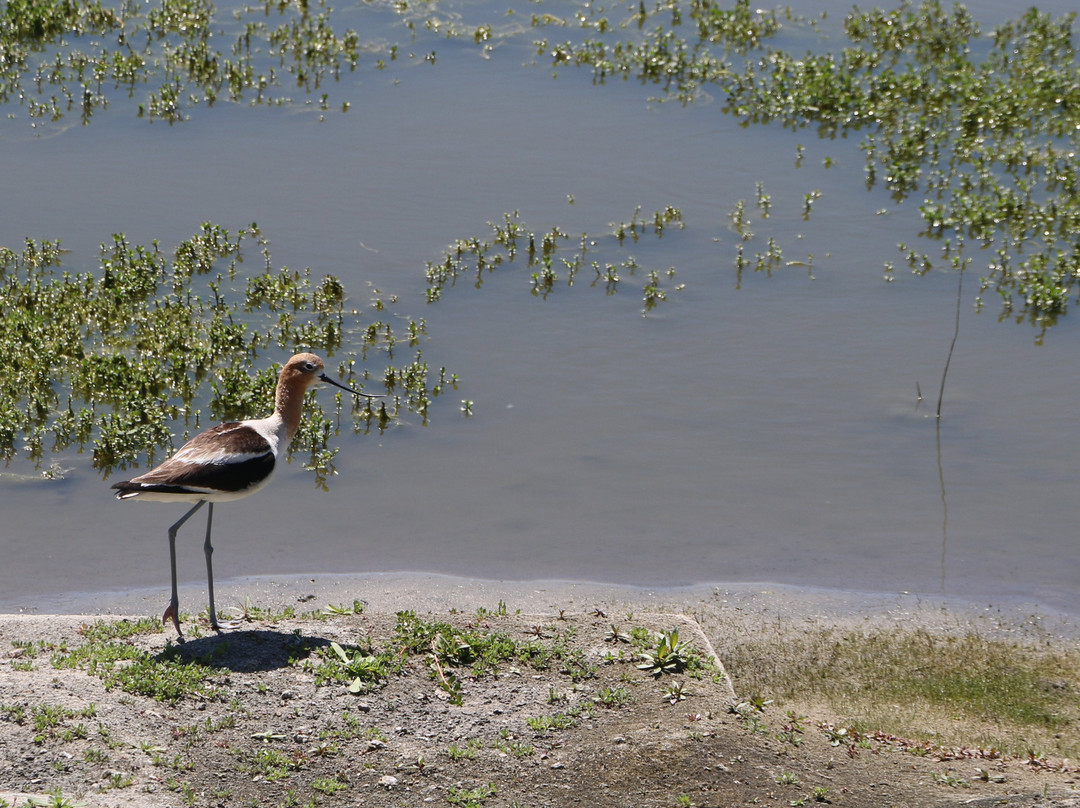 San Joaquin Marsh Wildlife Sanctuary景点图片