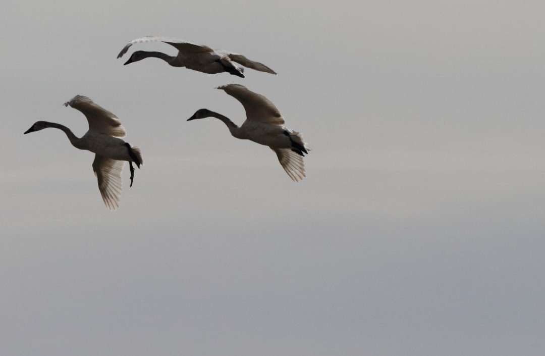 Aylmer Wildlife Management Area